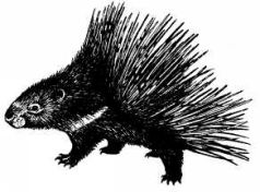 Там, где бродили львы (с иллюстрациями) - pic90.jpg