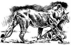 Там, где бродили львы (с иллюстрациями) - pic103.jpg