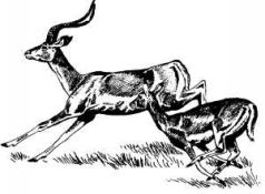 Там, где бродили львы (с иллюстрациями) - pic141.jpg