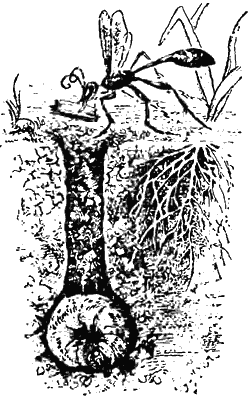 Причуды природы - i_008.png