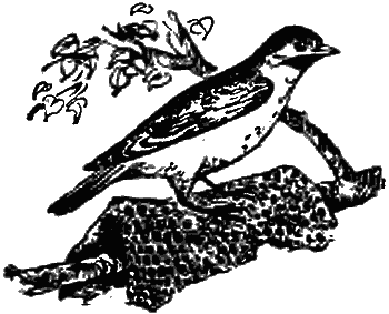 Причуды природы - i_047.png