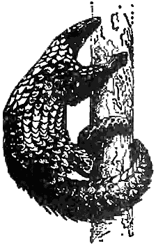 Причуды природы - i_075.png