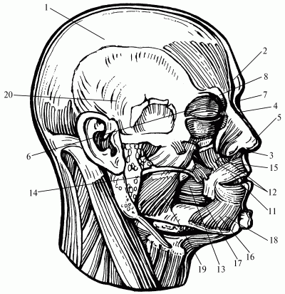 Логопедический массаж при дизартрии - i_094.png