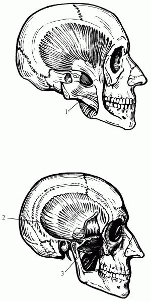 Логопедический массаж при дизартрии - i_095.png