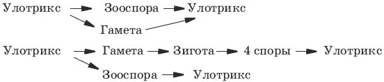 Тесты по биологии. 6 класс - i_052.png