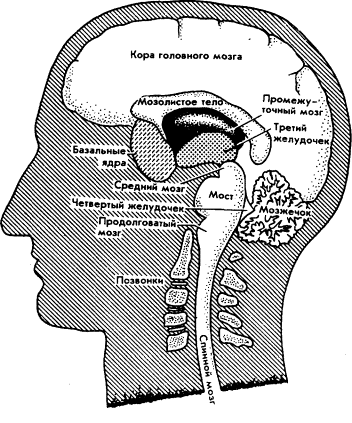 Мозг Фирмы - sb13.png