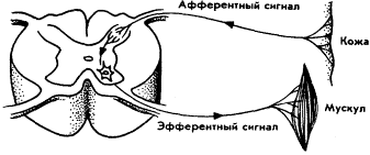 Мозг Фирмы - sb15.png