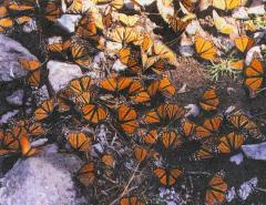 Журнал "Вокруг Света" №1  за 1999 год - _4811.jpg