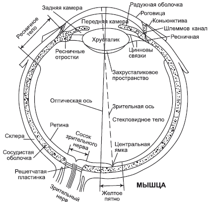 Лазерная коррекция зрения - i_001.png