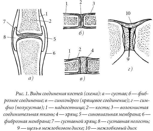 Лечение спины и суставов. Лучшие рецепты народной медицины от А до Я - pic1.jpg