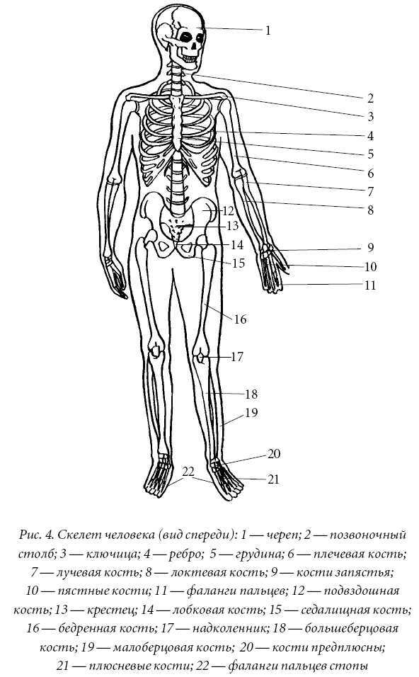 Лечение спины и суставов. Лучшие рецепты народной медицины от А до Я - pic4.jpg