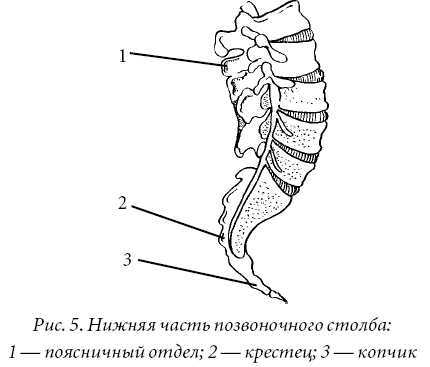 Лечение спины и суставов. Лучшие рецепты народной медицины от А до Я - pic5.jpg