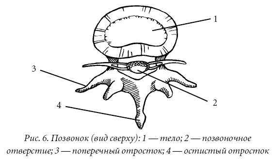 Лечение спины и суставов. Лучшие рецепты народной медицины от А до Я - pic6.jpg