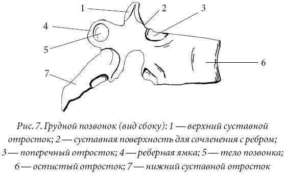 Лечение спины и суставов. Лучшие рецепты народной медицины от А до Я - pic7.jpg