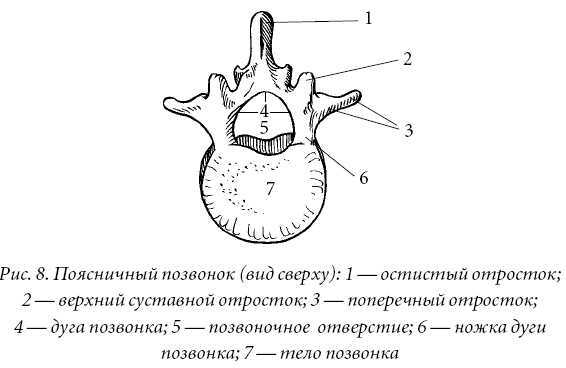 Лечение спины и суставов. Лучшие рецепты народной медицины от А до Я - pic8.jpg