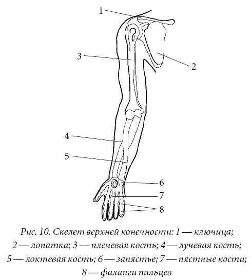 Лечение спины и суставов. Лучшие рецепты народной медицины от А до Я - pic10.jpg