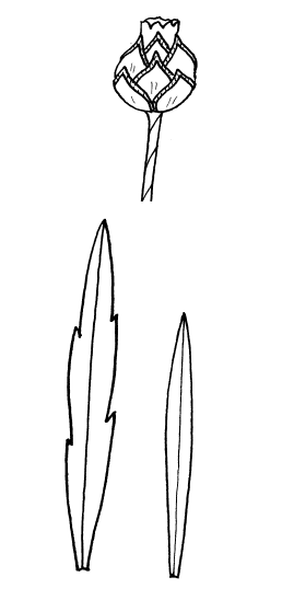 Декоративные цветы из ткани, бумаги, кожи: Практическое руководство - i_048.png