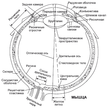 Зрение на 100%. Фитнес и диета для глаз - i_001.png