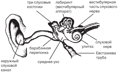 Как вылечить заболевания ушей травами - _01.png