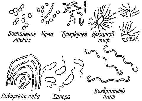 Как произошла жизнь на земле - i_012.png