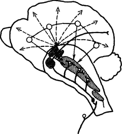 Основы физиологии высшей нервной деятельности - p_016_2.png