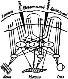 Основы физиологии высшей нервной деятельности - p_017_1.png