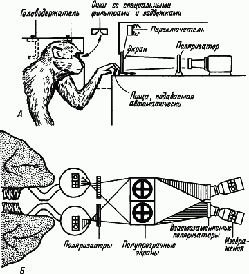 Основы физиологии высшей нервной деятельности - p_017_2.png