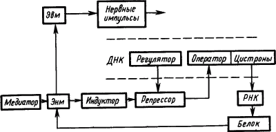 Основы физиологии высшей нервной деятельности - p_033_1.png