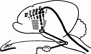 Основы физиологии высшей нервной деятельности - p_066_2.png