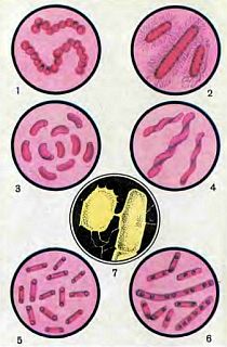 Живые организмы-спутники человека - _07.jpg