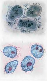 Живые организмы-спутники человека - _09.jpg