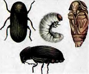 Живые организмы-спутники человека - _22.jpg