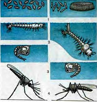 Живые организмы-спутники человека - _32.jpg