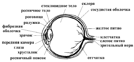 Супер-зрение. Лучшие рецепты народной медицины от А до Я - i_001.png