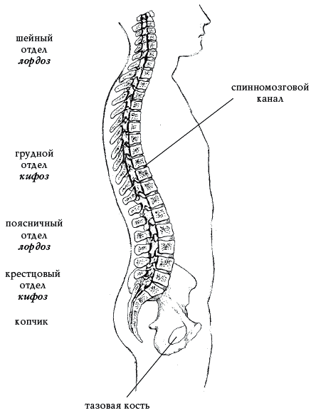 Симфония для позвоночника. 100 исцеляющих поз - _006.png