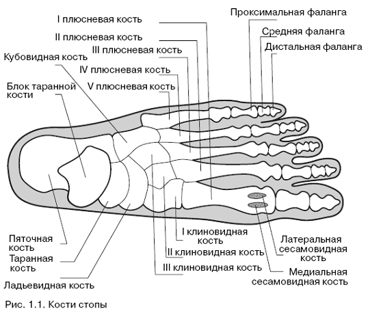 Все о здоровье ваших ног. От младенчества до старости - pic_1.png