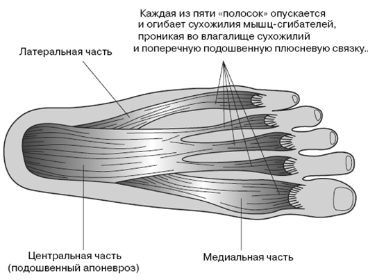 Все о здоровье ваших ног. От младенчества до старости - pic_13.png