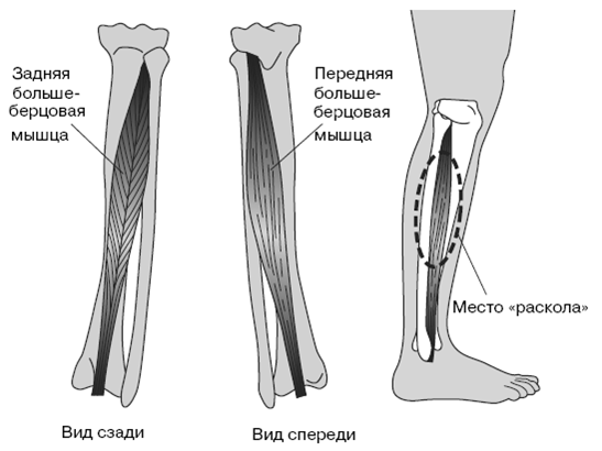 Все о здоровье ваших ног. От младенчества до старости - pic_14.png