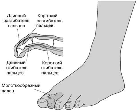 Все о здоровье ваших ног. От младенчества до старости - pic_9.png