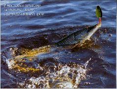 За щукой по малым водоёмам - pic_84.jpg