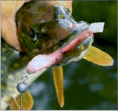 За щукой по малым водоёмам - pic_91.jpg