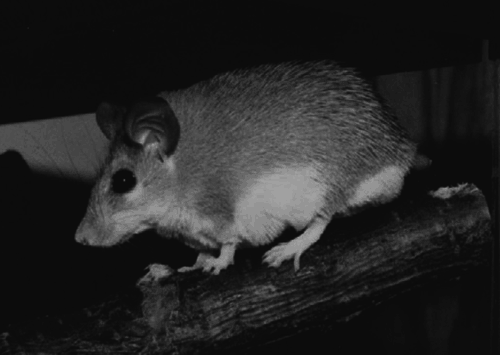Декоративные мыши и крысы - i_007.png