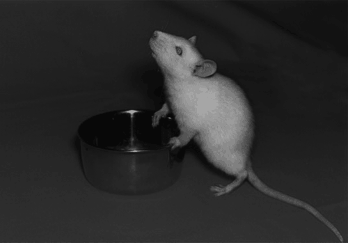 Декоративные мыши и крысы - i_008.png