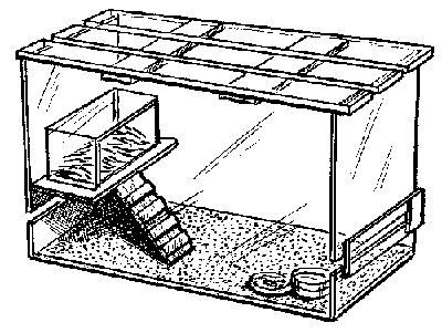 Декоративные мыши и крысы - i_012.png