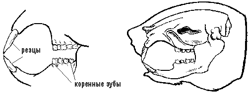 Декоративные мыши и крысы - i_026.png