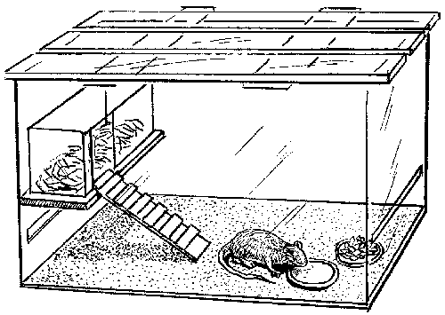 Декоративные мыши и крысы - i_033.png