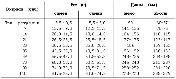 Декоративные мыши и крысы - i_054.png