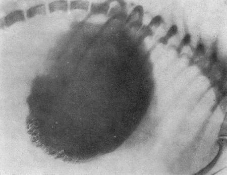 Болезни собак  - i_022.jpg