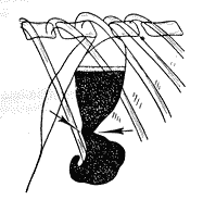 Болезни собак  - i_026.png