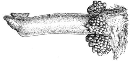 Болезни собак - i_107.png